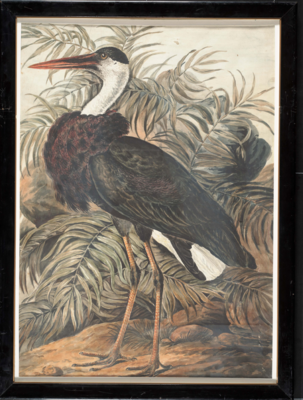 Bird with long orange legs and long pointed beak, a black body and head, white tail, and white neck with a large ruff of dark feathers; stands, facing left. In the background, a large pinnate-leaved plant.