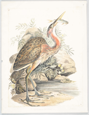 Bird with black feathers edged in orange on the body, black top of the head with a red and black dangling crest, long pale red neck, white throat, long yellow and black feathers on the breast, long pointed beak, and long grey legs and toes; stands in a rocky river scene, looking up to the right with a fish in its beak.