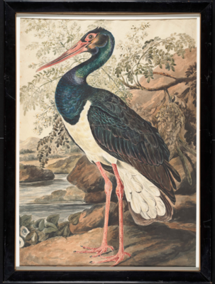 Large bird with long pink legs and long pointed beak, bare pink ring around the eye, blue-green head, long neck, and breast, white abdomen and feathers under the tail, and brown back and wings tinged with blue; stands before a rocky river scene facing left.