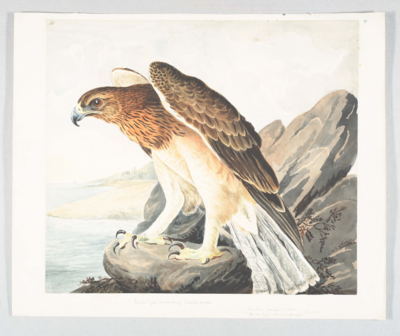 Bird with a brown head and neck, orange face and breast with black streaks, white belly and long feathered legs, long brown wings, long tail with a white underside, and a hooked black beak; stands hunched with shoulders raised, facing left on a rocky cliff before a coastal landscape.