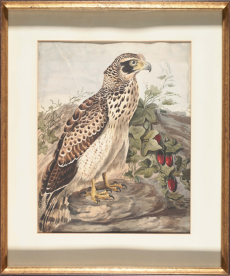 Bird with a speckled black head, pale orange face and black cheek, white front with black marks on the breast, and brown arrow-shaped marks on the feathered tops of the legs, a brown and white wing, with longer dark brown wing feathers underneath, and a brown and black barred tail; stands on a rock facing right before a vine with red fruits.