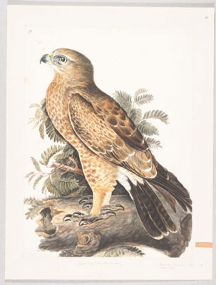 Bird with a pale yellow and brown speckled front and feathered legs, dark brown head and neck, pale brown wings with dark patches and longer dark brown wing feathers underneath, dark brown tail with white base and tips, and a black hooked beak; stands on a log facing left.