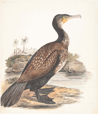 Large black bird with a straight white beak with a hooked end, yellow chin, mottled brown and white throat and breast, brown shoulder and wing, and black palmate feet; stands facing right near water.