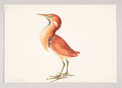 Red bird with an orange throat and breast with a dotted red line down the front, white belly, brown feathers edged in orange at the shoulder, long pointed orange beak, green ring around the eye, white patch below the cheek, and green legs and long toes; stands facing left.