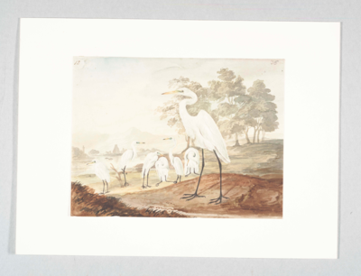 Tall white bird with long curved neck and long wings, long pointed yellow beak, and long black legs; stands facing left; behind it 6 more egrets in various positions, before water, trees, and mountains in the background.