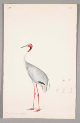 Tall bird with a red head and white crown, long flat grey beak, long neck that is red at the top and white lower down, a bluish-grey body, short white hanging tail, and long bright pink legs; stands facing left.