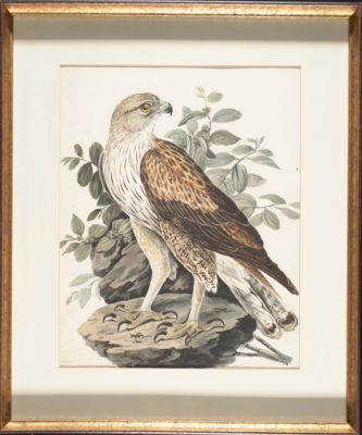 Bird with a pale brown head and yellow eye, white front with brown streaks, pale brown mottled shoulder over a long dark brown pointed wing, white tail with black tips, and pale brown mottled feathered legs; stands on a rock facing left but looking right.