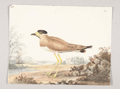 Brown bird with a black top of the head with a white stripe below, yellow triangular wattle on the face, short grey beak, white belly, short black tail with a brown tip, and long yellow legs; stands facing left next to rocks; in the background a white building with minarets, and trees.