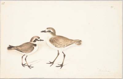 2 birds stand facing each other; both with a brown head with a white stripe on the forehead and above the eye, white front, brown body and short tail, and long brown legs; the bird on the right is slightly bigger, taller, and paler.