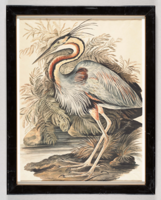 Blue bird with long feathers on the breast, long curved yellow and red neck, white throat, black top of the head and crest with long distinct thin feathers, long grey beak, and long pale legs and toes; stands facing left in a river scene before large fern-leaved plants.