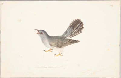 Pale grey bird with a white belly, dark grey and greenish wings, a tail with long dark grey feathers with white patches and white tips, narrow black curved beak, and yellow feet; stands facing left, leaning forward with tail angled upwards and beak open.