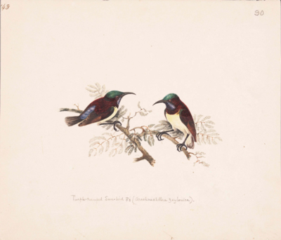 Two small birds perch on branches facing each other; both are dark red with a green head, blue throat, pale yellow abdomen, short brown tail, purplish patch on the back at the base of the tail, thin curved black beak, and black legs.