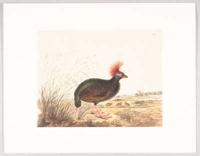 Bird with a pink patch behind the eye, tall red crest, black and red beak, black body with a brown wing, green back, green tail hanging under the rump, and pink legs; stands facing right next to tall grasses; 3 other partridges in the right background.