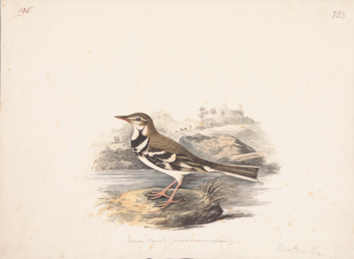 Brown bird, with a white line above the eye, pointed orange beak, white front with 2 black bands on the breast, black and white wings, long brown tail with white outer edges, and pink legs; stands facing left before water and a hill with figures and a building in the background.