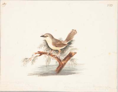 Small bird with a greyish-brown head and back, brown wings and fanned tail, pale yellow front, black beak with long bristles at the base, and pink legs; perches on a branch facing left with tail angled upwards.