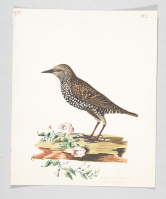 Bird with a dark brown and white speckled face and front, black and pale brown speckled back and head, black feathers edged with brown on the wings and tail, and black pointed beak; stands facing left by red and white striped flowers with green leaves lying on the ground.