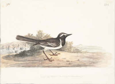 Black bird, with a white band above the eye, white belly, white edges on the wing feathers and border on the long straight tail, and brown legs; stands before a shrub facing right; in the left background people washing clothes in a river.