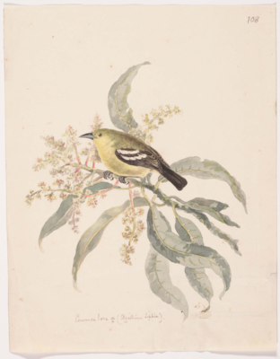 Fat yellow bird, with black wings with 2 white stripes, narrow black tail, and stout black beak; sits low facing left on the branch of a plant with long greyish-green leaves and clusters of yellow flowers on long pink stems.