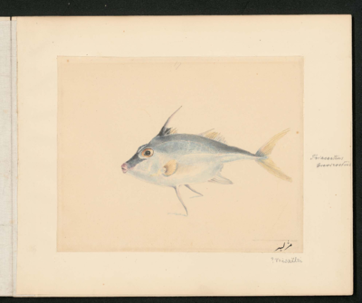 Oval fish, facing left; blue, with a pointed face, large yellow eye, slender tail with deeply forked yellow end, small yellow fin by the head, 2 long narrow grey fins under the belly, short dorsal fin with 1 long spine near the head, and a fanned fin on the back and belly by the tail.