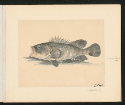  Poisson ovale, tourné vers la gauche, bouche grande ouverte; gris aux taches sombres, nageoires et queue arrondies, longue nageoire dorsale aux épines distinctes.