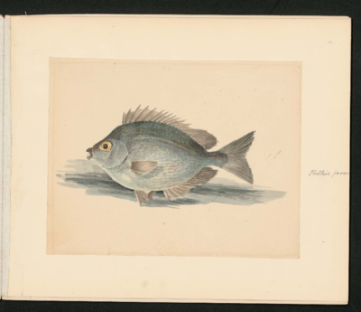 Pointed oval fish with a small mouth, facing left; blue, with a large yellow eye, large indented grey tail, and grey fins: 1 on the side by the face, 2 under the belly, a fanned fin on the belly and back by the base of the tail, and a long dorsal fin with tall distinct spines.