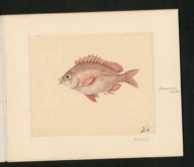  Poisson ovale pointu tourné vers la gauche, petite bouche ouverte; rouge pâle, grand œil sombre, nageoires pointues rouges plus foncées, nageoire dorsale aux hautes épines distinctes et queue fourchue.