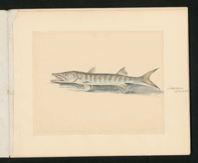 Long narrow fish facing left, mouth with sharp teeth open; striped pale blue and brown, with squared yellowish-grey fins and forked tail tip.