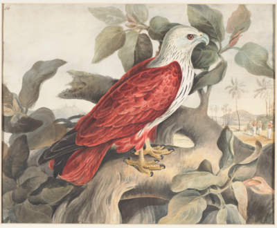 Bird with a white head, neck, and front with black marks, pale blue hooked beak, red back, tail, feathered tops of the legs, and wings, with longer black pointed wing feathers underneath, and yellow feet; stands facing right in a tree.