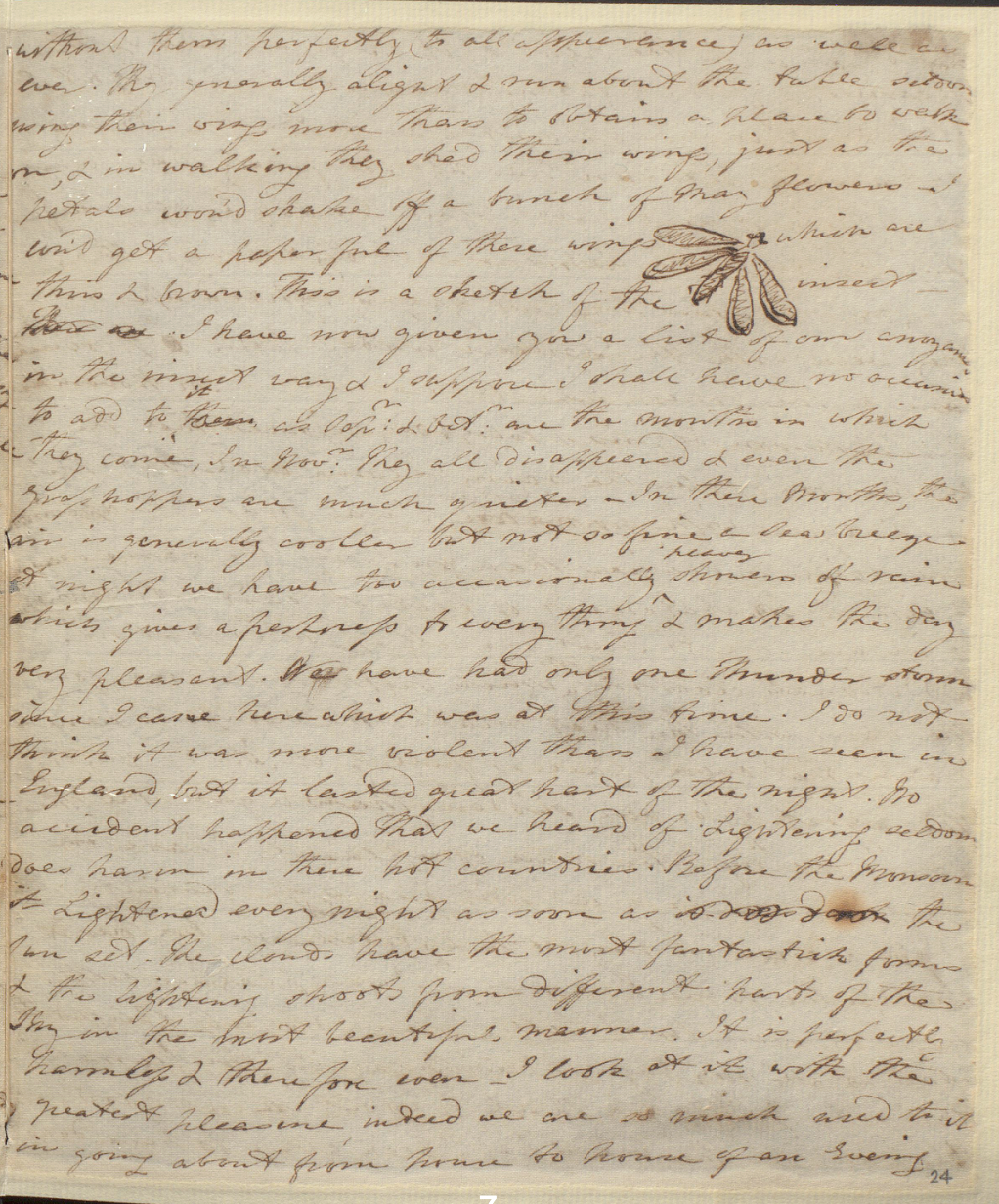 Letter with handwriting in brown ink on beige paper, sketch of winged insect in top right corner.