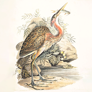 Bird with black feathers edged in orange on the body, black top of the head with a red and black dangling crest, long pale red neck, white throat, long yellow and black feathers on the breast, long pointed beak, and long grey legs and toes; stands in a rocky river scene, looking up to the right with a fish in its beak